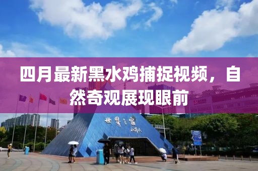 四月最新黑水雞捕捉視頻，自然奇觀展現(xiàn)眼前