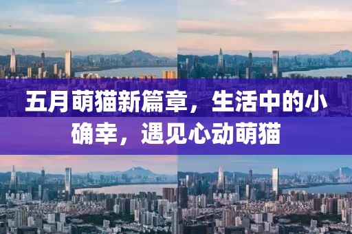 五月萌貓新篇章，生活中的小確幸，遇見心動(dòng)萌貓