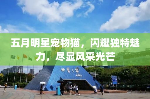 五月明星寵物貓，閃耀獨特魅力，盡顯風采光芒