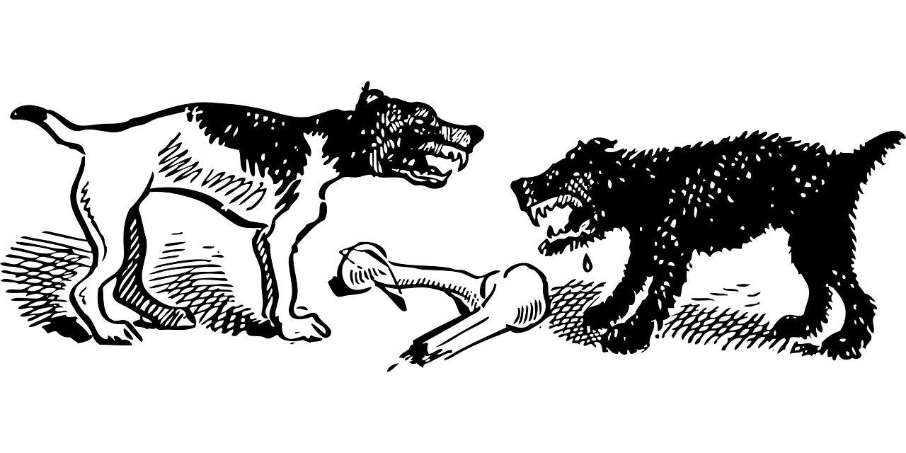 最新野生動(dòng)物保護(hù)名錄，守護(hù)自然之美的行動(dòng)綱領(lǐng)