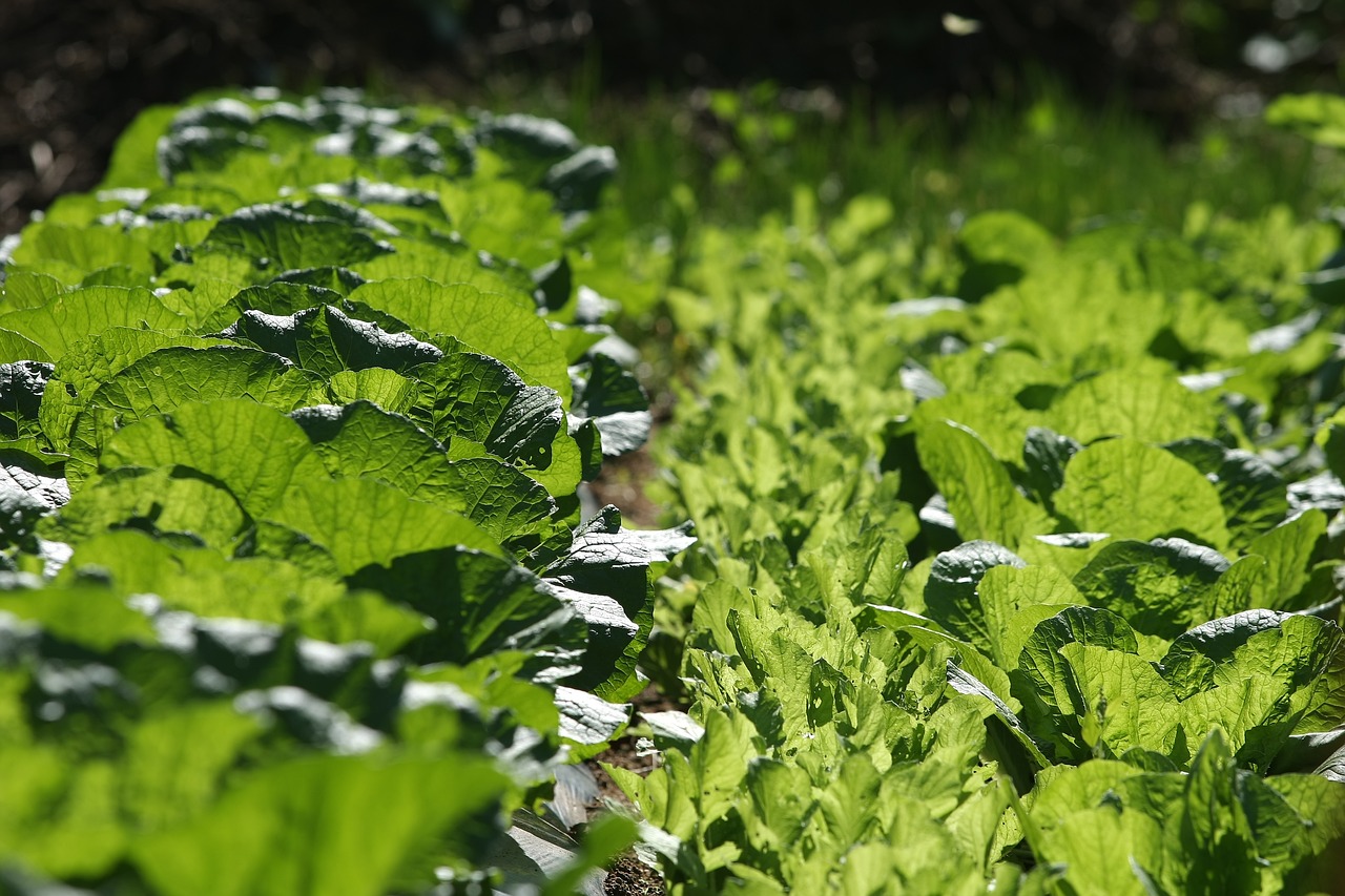 大白菜最新版本的種植技術、品種特點與健康價值詳解