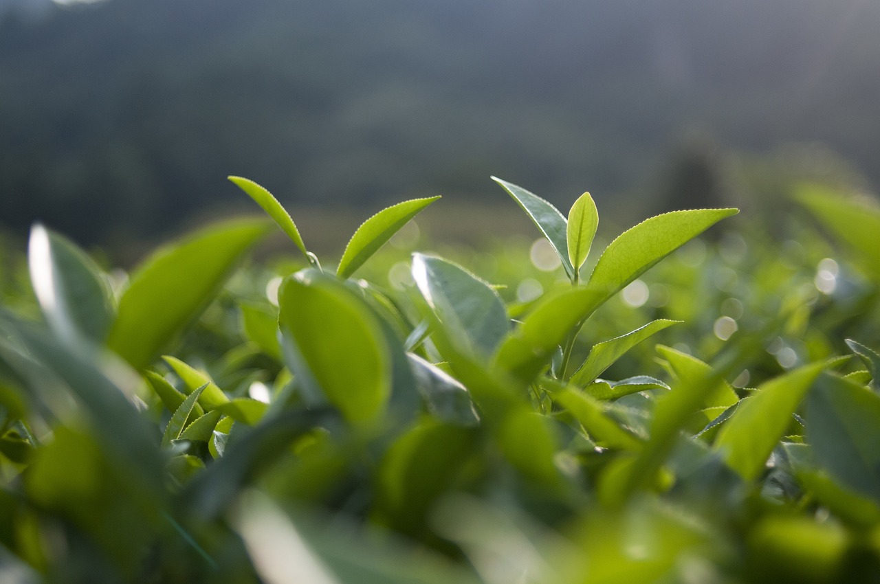 中國(guó)十大名茶最新排行榜揭曉