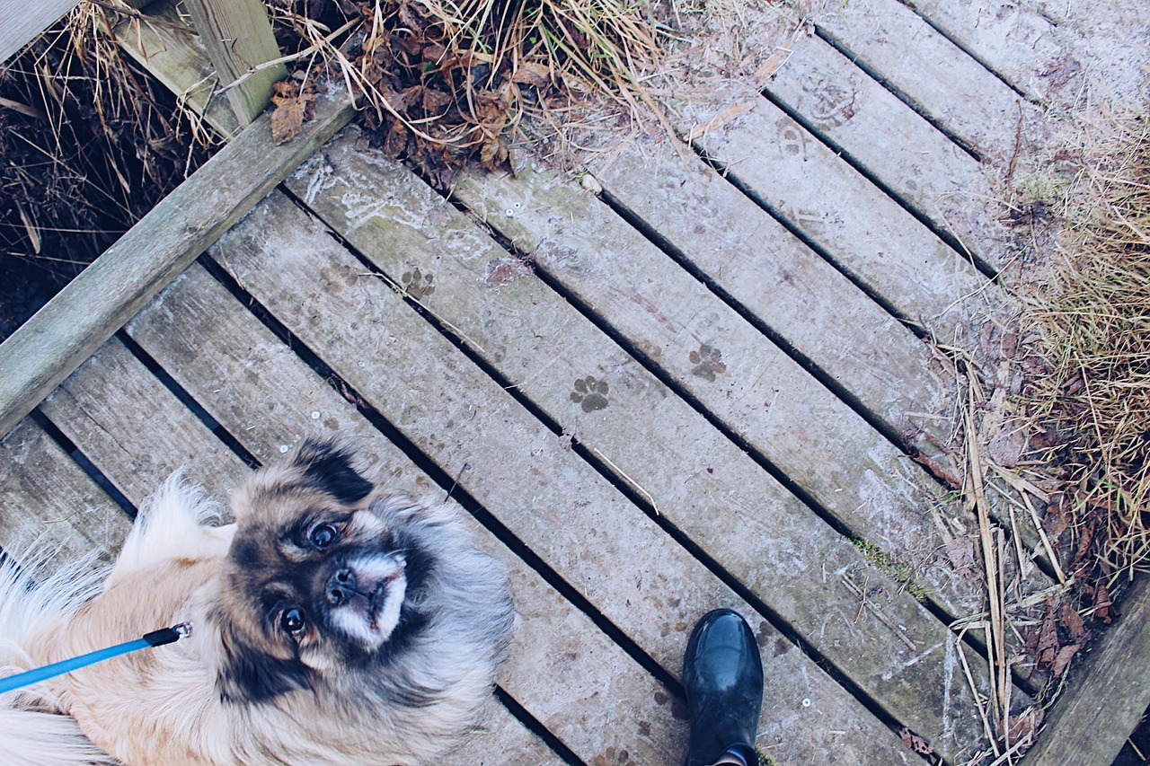 揭秘最新狗語者，人與犬之間的深度交流之道
